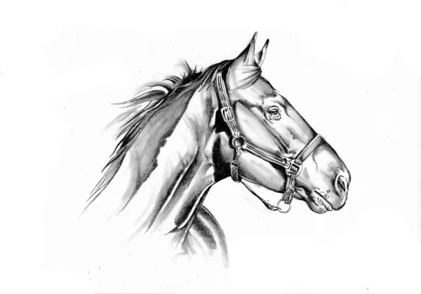 Tête Cheval Main Levée Dessin Crayon — Photo