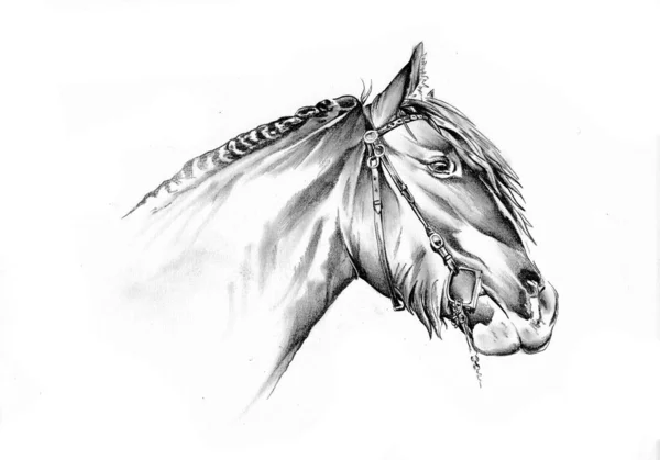 Tête Cheval Main Levée Dessin Crayon — Photo