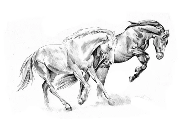 Pin de Mihaela em Horse sketches em 2023  Arte cavalo, Cavalo desenho,  Esboço cavalo