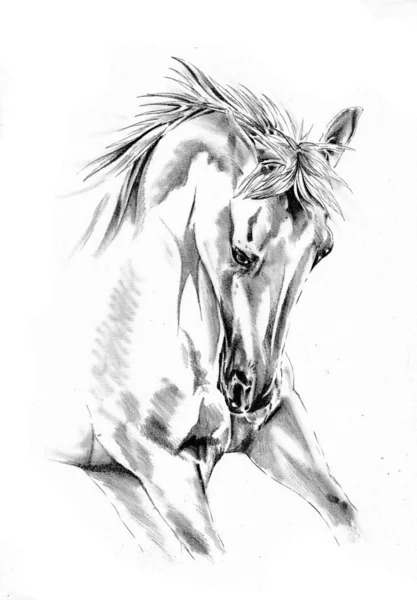 フリーハンド馬ヘッド鉛筆画 — ストック写真