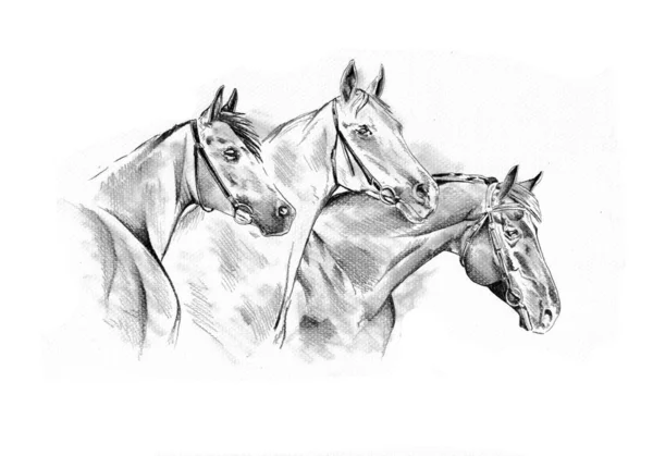 Tête Cheval Main Levée Dessin Crayon — Photo