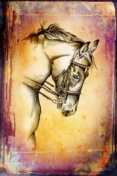 Głowa Ilustracja Koń Odręczne — Zdjęcie stockowe