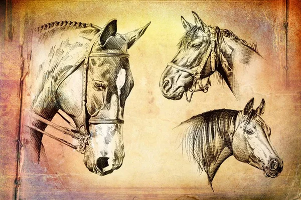 Ilustración Arte Cabeza Caballo Mano Alzada — Foto de Stock