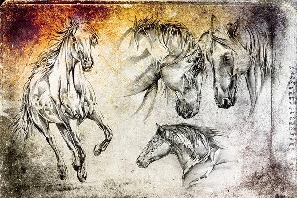 Mano Libera Cavallo Testa Arte Illustrazione — Foto Stock