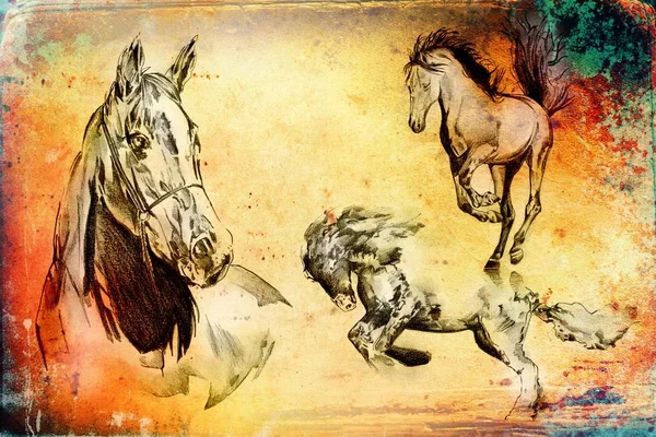 Illustration Art Tête Cheval Main Levée — Photo