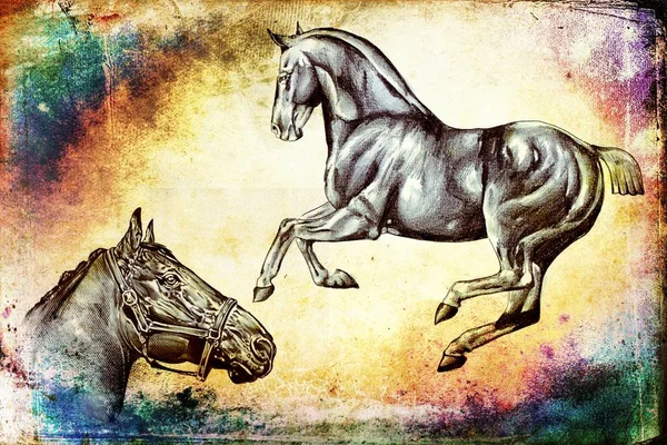 Ilustración Arte Cabeza Caballo Mano Alzada —  Fotos de Stock