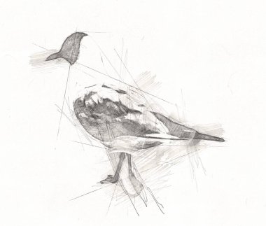 Atlantik beyaz deniz kuşu gökyüzünde uçar. Plaj martısı. Deniz kuşları, martı çizgi film çizimleri.