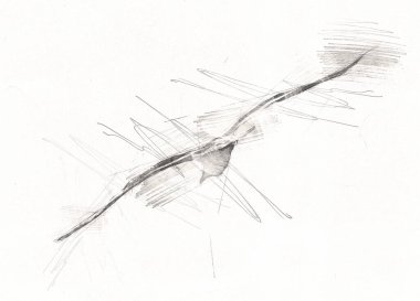 Atlantik beyaz deniz kuşu gökyüzünde uçar. Plaj martısı. Deniz kuşları, martı çizgi film çizimleri.