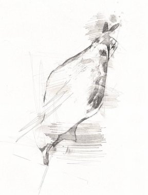 Atlantik beyaz deniz kuşu gökyüzünde uçar. Plaj martısı. Deniz kuşları, martı çizgi film çizimleri.