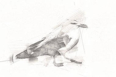 Atlantik beyaz deniz kuşu gökyüzünde uçar. Plaj martısı. Deniz kuşları, martı çizgi film çizimleri.