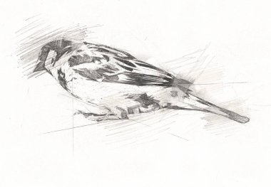 Serçe kuşu klasik illüstrasyon sanatı eskiz çiziyor antika eski