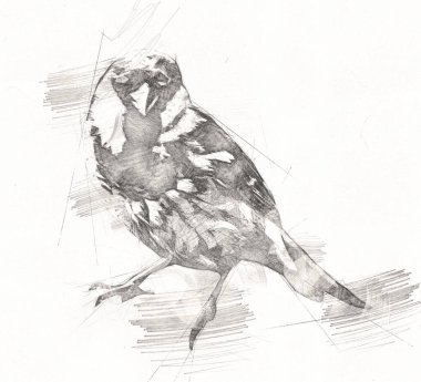 Serçe kuşu klasik illüstrasyon sanatı eskiz çiziyor antika eski