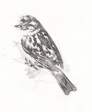Serçe kuşu klasik illüstrasyon sanatı eskiz çiziyor antika eski
