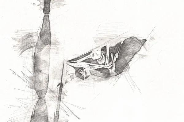 Korsan bayrağında kafatası ve kemikler, resim çizimi klasik