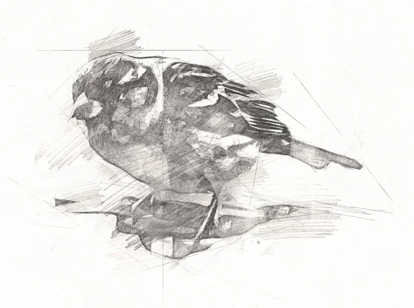 Sparrow Vogel Vintage Illustratie Kunst Tekening Schets Antiek Retro Oud — Stockfoto