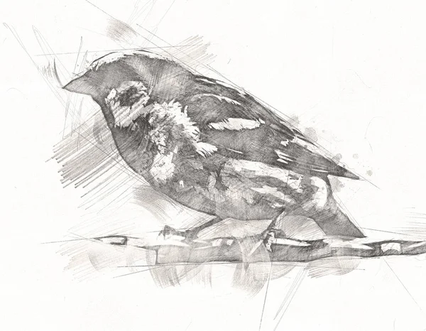 Sparrow Vogel Vintage Illustratie Kunst Tekening Schets Antiek Retro Oud — Stockfoto