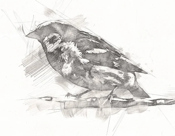 Sparrow bird vintage illustration art drawing sketch antique retro old