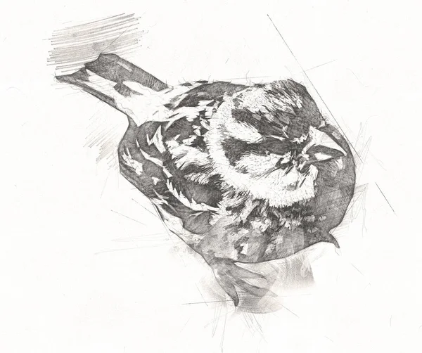 Serçe Kuşu Klasik Illüstrasyon Sanatı Eskiz Çiziyor Antika Eski — Stok fotoğraf