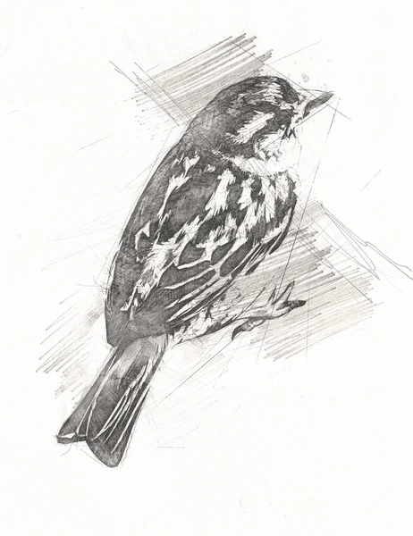 Sparrow Vogel Vintage Illustratie Kunst Tekening Schets Antiek Retro Oud — Stockfoto