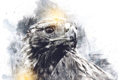 Kel kartal el çizimi ve beyaz arkaplan çizimi üzerine çullanır
