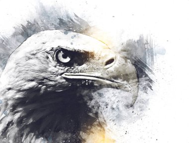 Kel kartal el çizimi ve beyaz arkaplan çizimi üzerine çullanır