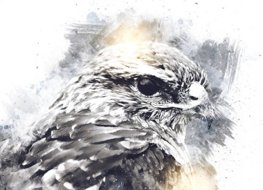 Falcon, arka plan illüstrasyonuna el çizimi ve boya rengi, şahin klasik retro