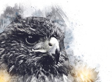 Falcon, arka plan illüstrasyonuna el çizimi ve boya rengi, şahin klasik retro