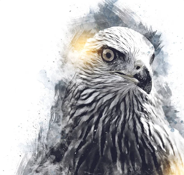 Falcon Atterrissage Swoop Main Dessiner Peindre Couleur Sur Illustration Fond — Photo