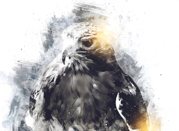 Falcon Lądowania Swoop Strony Rysunku Farby Kolor Tle Ilustracji Jastrząb — Zdjęcie stockowe