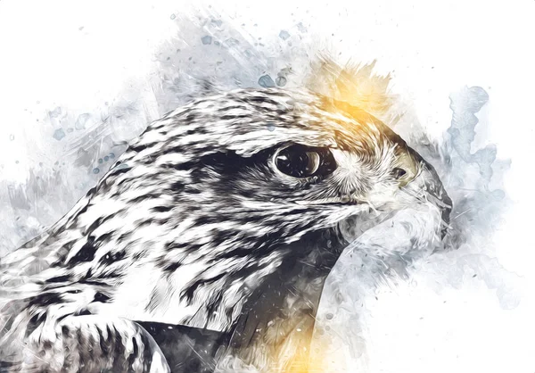 Falcon Aterrizaje Swoop Mano Dibujar Pintar Color Ilustración Fondo Halcón — Foto de Stock