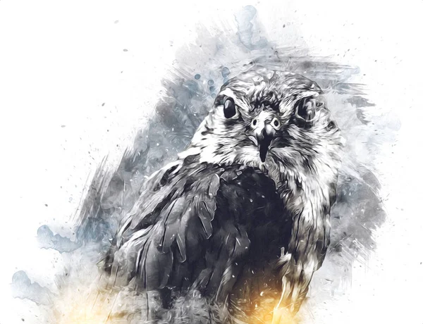 Falcon Landning Svep Hand Rita Och Måla Färg Bakgrund Illustration — Stockfoto