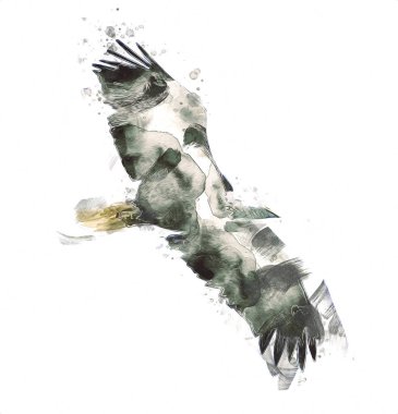 Kel kartal el çizimi ve beyaz arkaplan çizimi üzerine çullanır