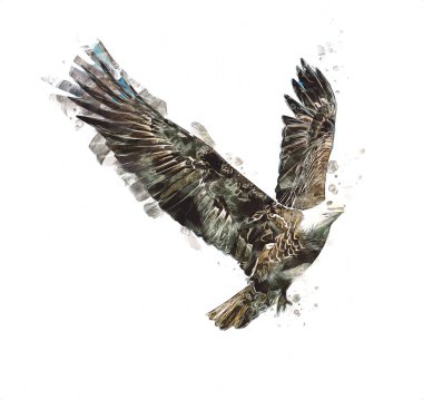 Kel kartal el çizimi ve beyaz arkaplan çizimi üzerine çullanır