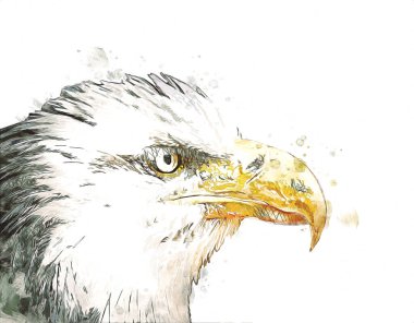 Kel kartal el çizimi ve beyaz arkaplan çizimi üzerine çullanır