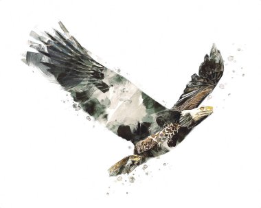 Kel kartal el çizimi ve beyaz arkaplan çizimi üzerine çullanır