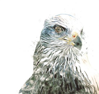 Falcon, arka plan illüstrasyonuna el çizimi ve boya rengi, şahin klasik retro