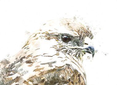 Falcon, arka plan illüstrasyonuna el çizimi ve boya rengi, şahin klasik retro