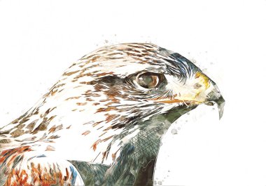 Falcon, arka plan illüstrasyonuna el çizimi ve boya rengi, şahin klasik retro