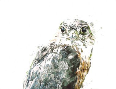 Falcon, arka plan illüstrasyonuna el çizimi ve boya rengi, şahin klasik retro