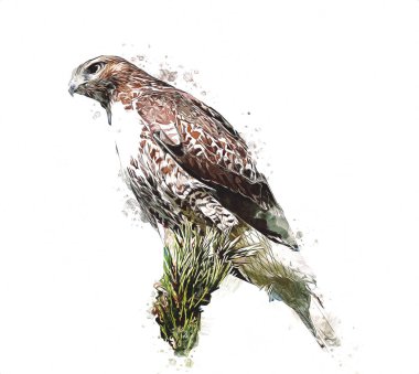 Falcon, arka plan illüstrasyonuna el çizimi ve boya rengi, şahin klasik retro