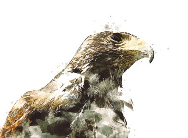 Falcon, arka plan illüstrasyonuna el çizimi ve boya rengi, şahin klasik retro