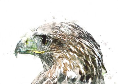 Falcon, arka plan illüstrasyonuna el çizimi ve boya rengi, şahin klasik retro