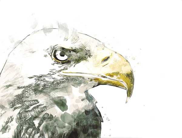 Bald Águia Swoop Desembarque Mão Desenhar Pintar Sobre Fundo Branco — Fotografia de Stock