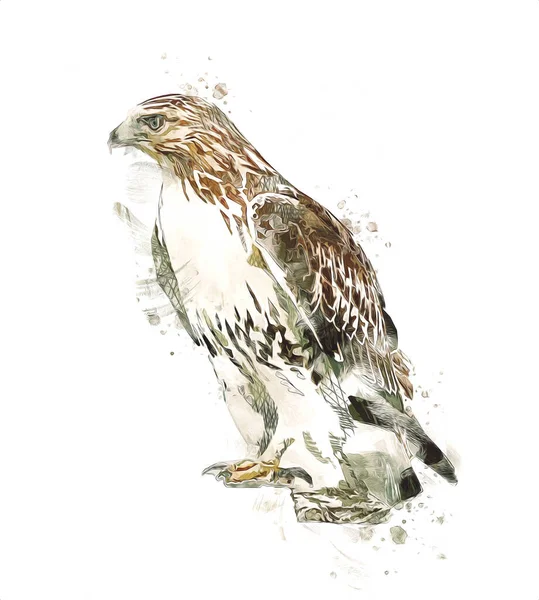 Falcon Landung Swoop Handzeichnung Und Farbe Auf Hintergrund Illustration Hawk — Stockfoto