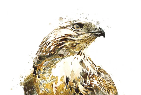 Falcon Landung Swoop Handzeichnung Und Farbe Auf Hintergrund Illustration Hawk — Stockfoto