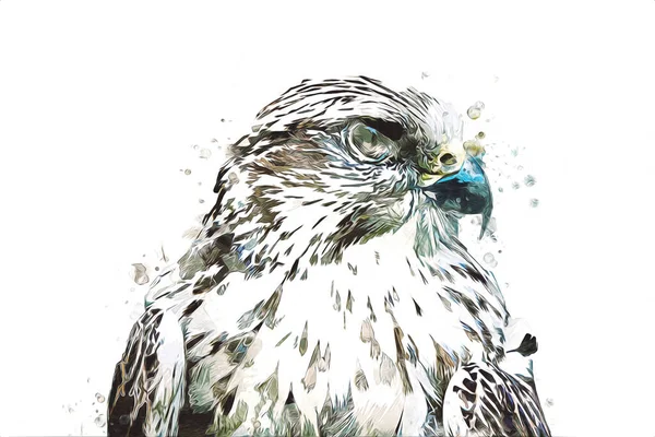 Falcon Landung Swoop Handzeichnung Und Farbe Auf Hintergrund Illustration Hawk — Stockfoto