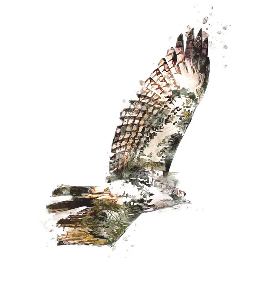 Falcon Landing Swoop Hand Draw Paint Color Background Illustration Hawk — Stock Photo, Image