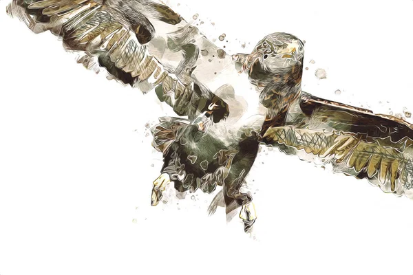 Falcon Leszállás Swoop Kéz Felhívni Festék Színe Háttér Illusztráció Sólyom — Stock Fotó