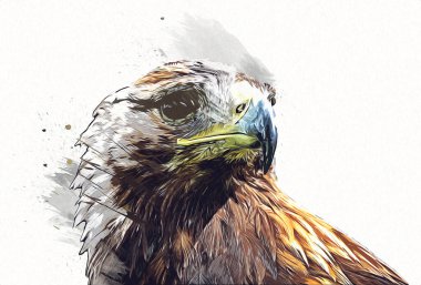 Kel kartal el çizimi ve beyaz arkaplan çizimi üzerine çullanır