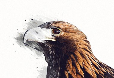 Kel kartal el çizimi ve beyaz arkaplan çizimi üzerine çullanır